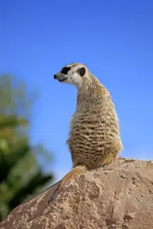 Sitting Up And Begging Prints: Meerkat -Suricata suricatta-, adult standing upright on rock