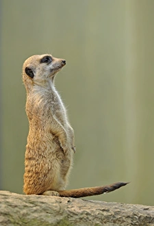 Images Dated 22nd May 2011: Meerkat -Suricata suricatta-, alert