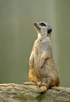Images Dated 22nd May 2011: Meerkat -Suricata suricatta-, alert
