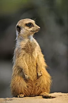 Images Dated 25th March 2011: Meerkat -Suricata suricatta-, alert position