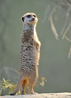 Great Prints: Meerkat (Suricata suricatta), attentive
