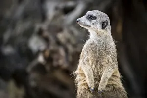 Images Dated 4th August 2014: Meerkat -Suricata suricatta-, captive