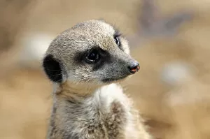 Images Dated 17th March 2010: Meerkat -Suricata suricatta-, captive, Germany
