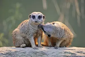 Mongoose Prints: Meerkat (Suricata suricatta), juveniles