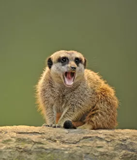 Opened Gallery: Meerkat -Suricata suricatta- with its mouth open