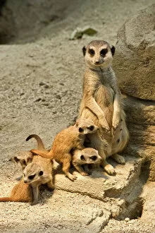 Animals In Captivity Collection: Meerkat -Suricata suricatta- with pups, Wilhelma Zoo, Stuttgart, Baden-Wuerttemberg, Germany