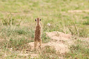 Images Dated 3rd February 2017: The meerkat or suricate (Suricata suricatta) is a small carnivoran belonging to the mongoose