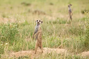 Images Dated 3rd February 2017: The meerkat or suricate (Suricata suricatta) is a small carnivoran belonging to the mongoose