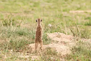 The meerkat or suricate (Suricata suricatta) is a small carnivoran belonging to the mongoose family (Herpestidae). It is the only member of the genus Suricata