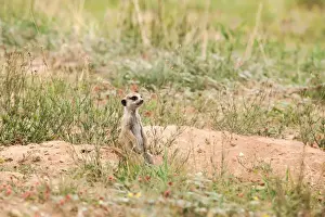 The meerkat or suricate (Suricata suricatta) is a small carnivoran belonging to the mongoose family (Herpestidae). It is the only member of the genus Suricata