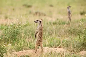 The meerkat or suricate (Suricata suricatta) is a small carnivoran belonging to the mongoose family (Herpestidae). It is the only member of the genus Suricata