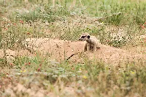 Gallo Keywords Prints: The meerkat or suricate (Suricata suricatta) is a small carnivoran belonging to the mongoose family (Herpestidae)