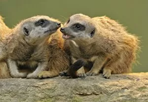 Images Dated 22nd May 2011: Meerkats -Suricata suricatta-