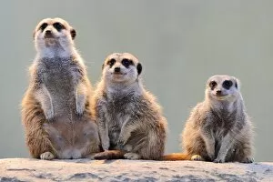 Images Dated 3rd April 2011: Meerkats -Suricata suricatta-