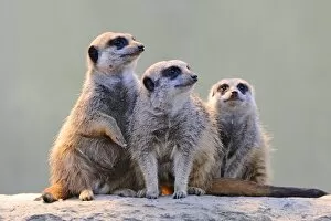 Images Dated 3rd April 2011: Meerkats -Suricata suricatta-