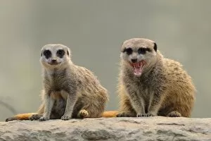 Images Dated 30th March 2011: Meerkats -Suricata suricatta-