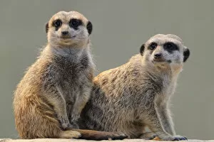 Images Dated 30th March 2011: Two meerkats -Suricata suricatta-