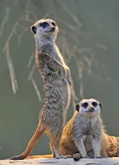 Carnivore Prints: Meerkats (Suricata suricatta), adult and juvenile
