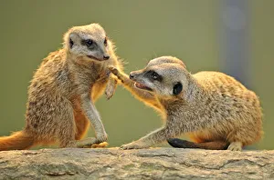 Images Dated 22nd May 2011: Meerkats -Suricata suricatta- arguing