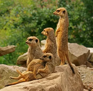 Images Dated 26th July 2014: Meerkats -Suricata suricatta-, captive