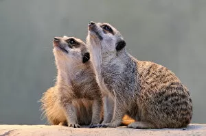 Images Dated 3rd April 2011: Meerkats -Suricata suricatta- looking up