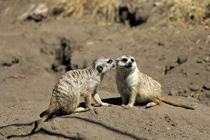 Meerkats -Suricata suricatta-, pair, social behavior, Little Karoo, Western Cape, South Africa