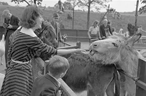 Meeting a Donkey