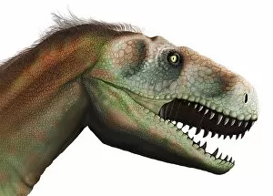 Images Dated 9th June 2017: Megalosaurus Dinosaur, illustration