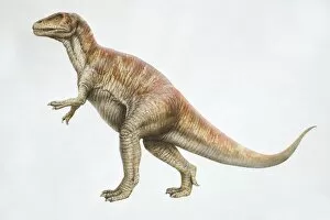 Images Dated 16th March 2006: Megalosaurus, side view