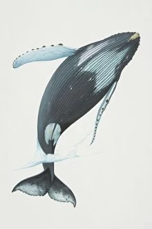 Mammals Gallery: Megaptera novaeangliae, Humpback Whale breaching
