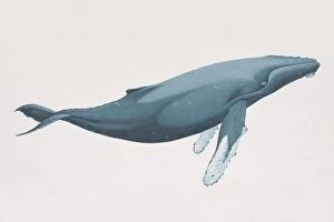 Mammals Gallery: Megaptera novaeangliae, Humpback Whale, side view