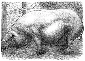 Images Dated 30th January 2016: Meissner pig