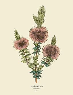 Images Dated 28th March 2016: Melaleuca or Tea Tree Plant, Victorian Botanical Illustration