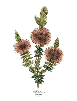 Melaleuca or Tea Tree Plant, Victorian Botanical Illustration