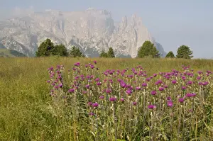 Asteridae Prints: Melancholy Thistle (Cirsium helenioides) in front of Schlern Mountain