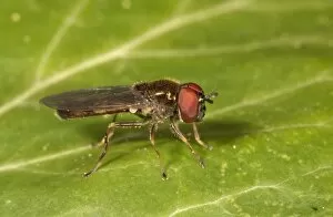 Images Dated 30th September 2012: Melanostoma mellinum hoverfly, Untergroningen, Abtsgmuend, Baden-Wurttemberg, Germany