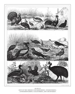 Images Dated 31st August 2019: Members of the Orders Ciconiiformes, Gruiformes and Charadriiformes Engraving Antique Illustration