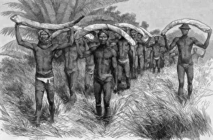 Tusks Prints: Men Bearing Elephant Tusks On Heads