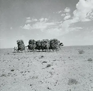 Camel Prints: Men with Camels Transporting Brush for Fire