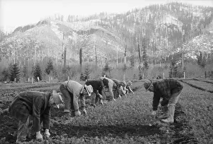 Great Depression Prints: Men at CCC Reforestation Camp