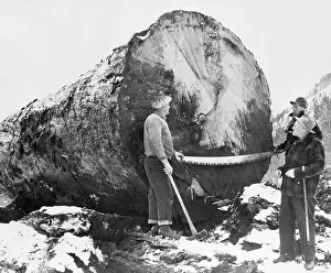 Huge Prints: Men Cut Down Giant Douglas Fir Tree