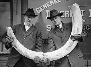 Paleontology Prints: Men Displaying Mastodon Tusk