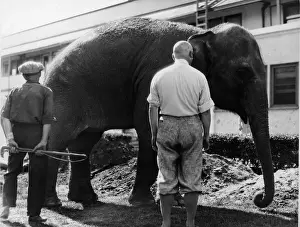 Knickers Prints: Two Men & An Elephant