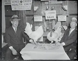Comb Prints: Men Gazing at Prize Chickens for Poultry Show