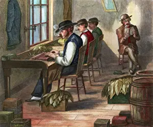 Workshop Prints: Men Hand Roll Cigars in Workshop