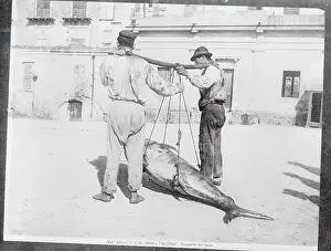 Palermo Prints: Men Handling a Huge Fish