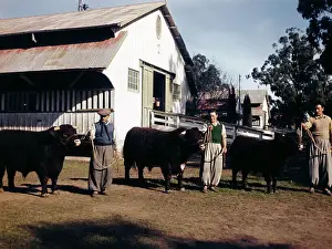 Men Holding Cattle by Ropes