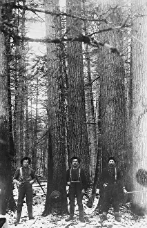 Logger Prints: Three men posing in forest
