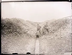 Production Prints: Men Resume Chicory Production After War