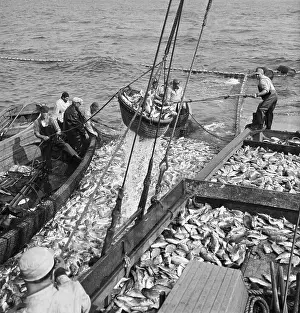 Tanks Prints: Men Scooping Fish Into Net